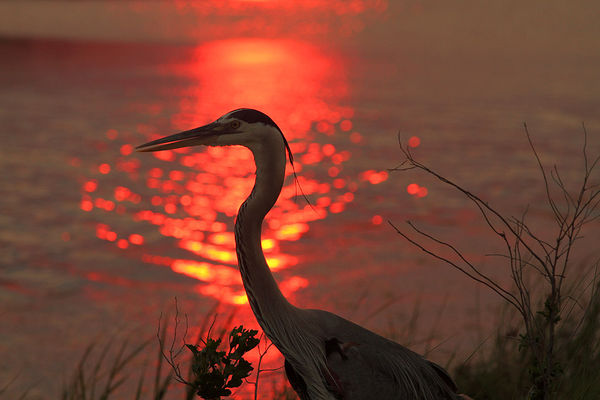 Great Blue Heron in a June sunset....