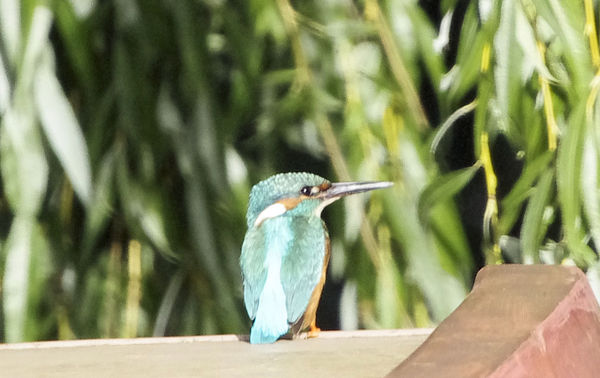 Kingfisher at Goring nr Henley on Thames, UK...