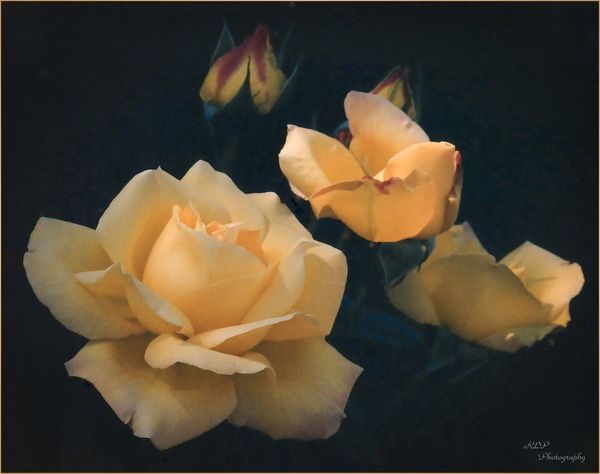 Love Yellow Rose's...