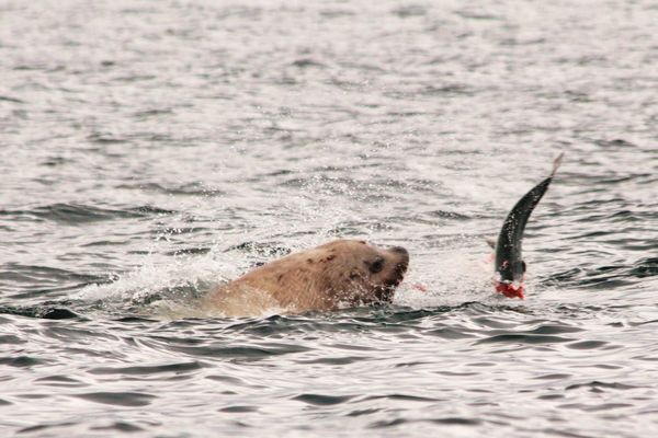 Sea Lion that "borrowed" a King Salmon...