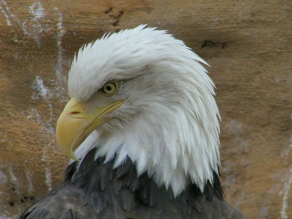 Taken at the Albuquerque Zoo...
