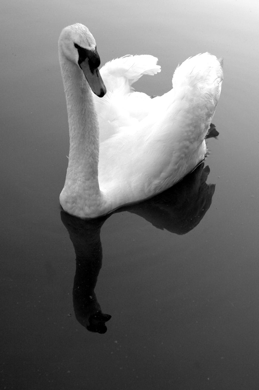 B/w Swan...