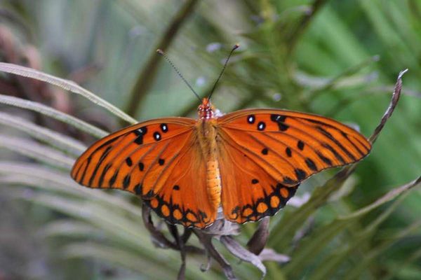 butterfly in backyard...