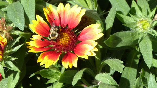 Bee with flower...