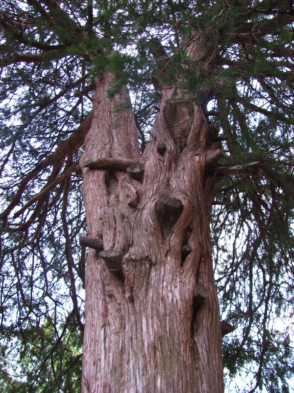Poor tortured tree...:(...