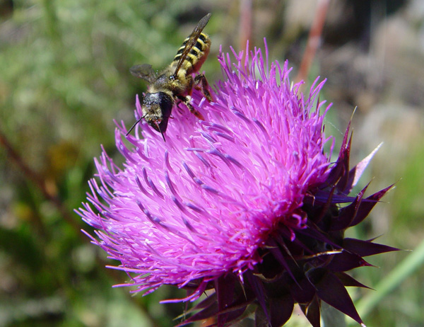 Canadian Thistle...