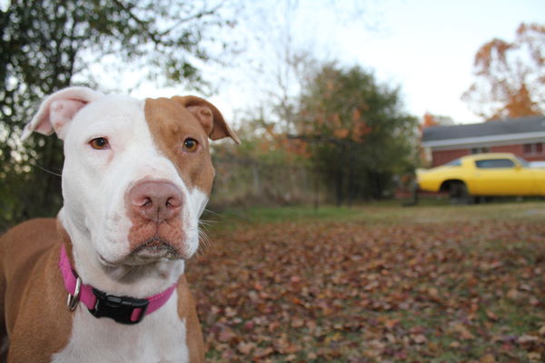 My Pitbull Danica, with her eyes on our kitty cat,...