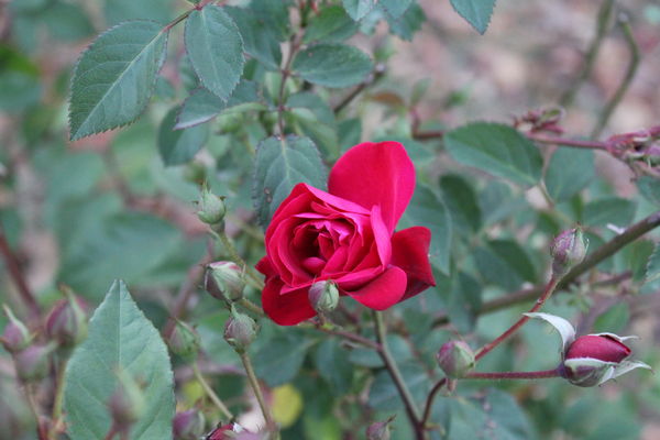 my confused rose bush, blooming in November....