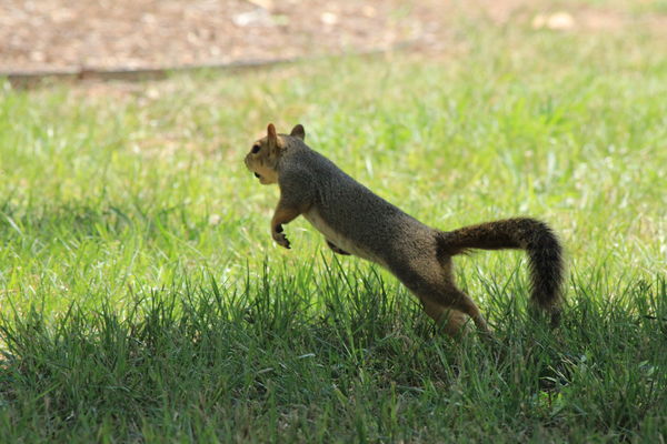 Jumping Squirrel...