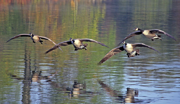 4 Canadian Geese flying in at Lake Hamilton, AR...