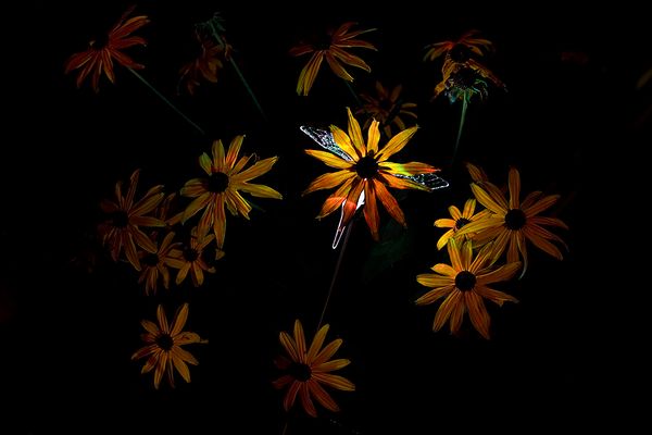 night flower...
