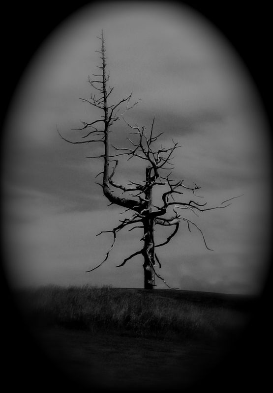The Ghost Tree, Bandon, OR...
