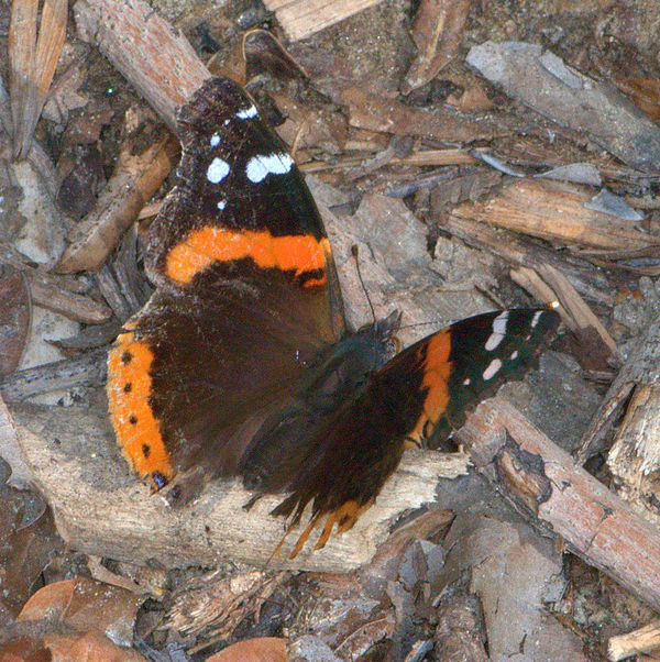 A ragged Red Admiral butterfly, sipping moisture f...