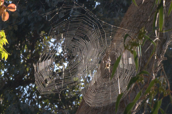 Twin Orb Weaver spider webs, high in  a tree....
