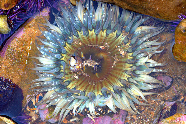 A Colorful Starburst Anemone, about 4-inches acros...