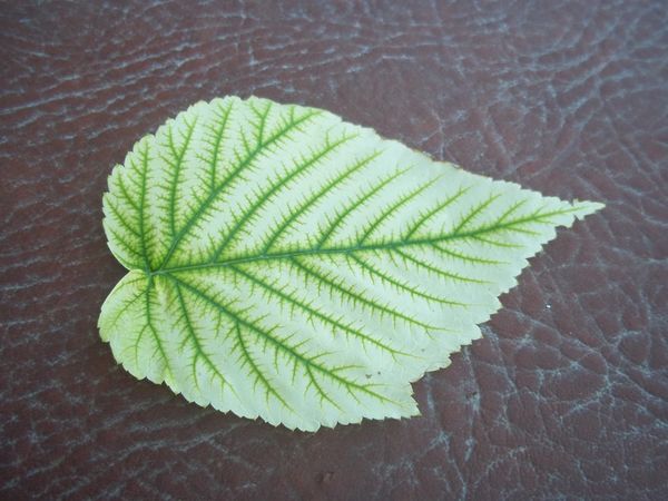 An albino raspberry leaf on a hot tub cover......