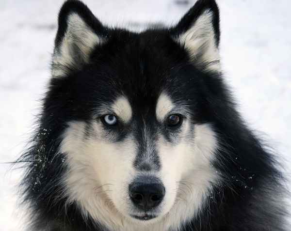 This is Avalanche, a 5 year old Siberian Husky....