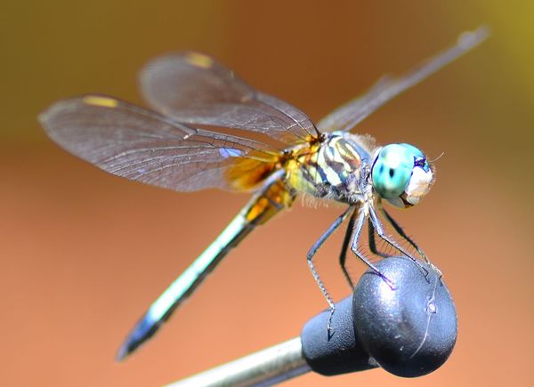 Smiling Dragonfly...