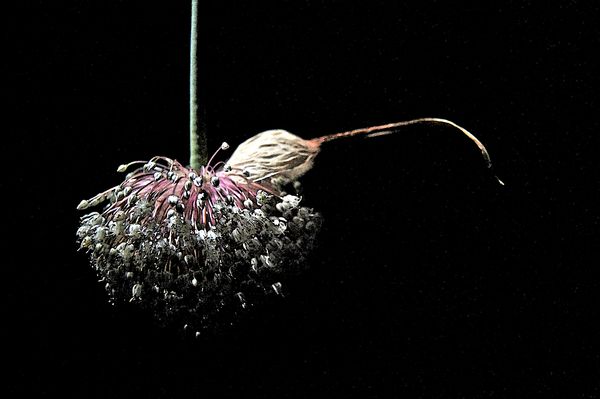 Allium flower...