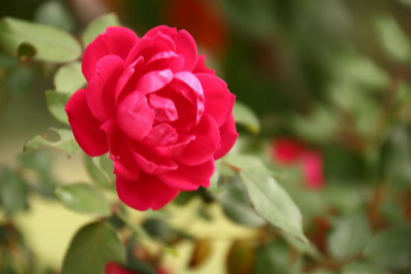 Antique Rose (Knock Out Roses)...