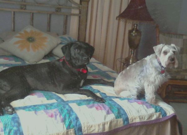 Queen Lucy & Gracie The Vicious...