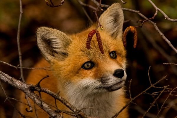 curious fox kit...