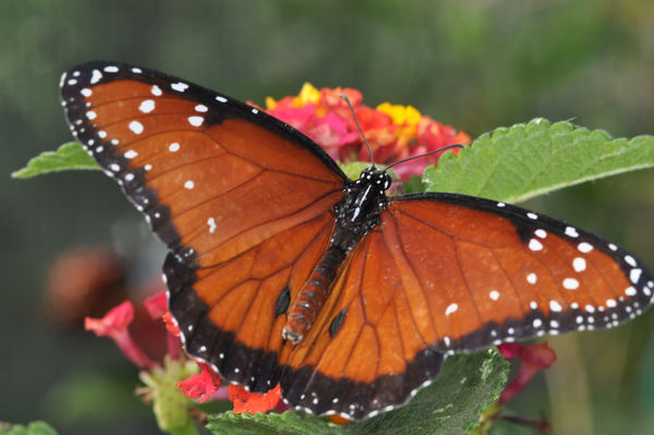 Queen butterfly...