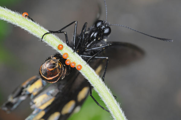 Female Pipevine Swallowtail Laying Eggs...