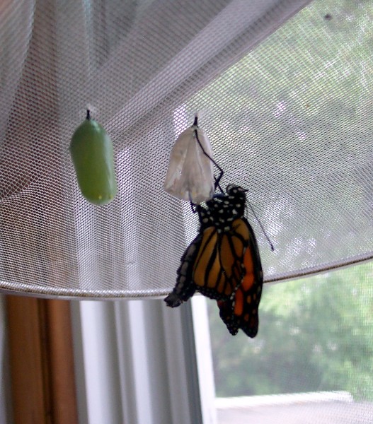 Monarch emerges with folded, crinkled up wings...