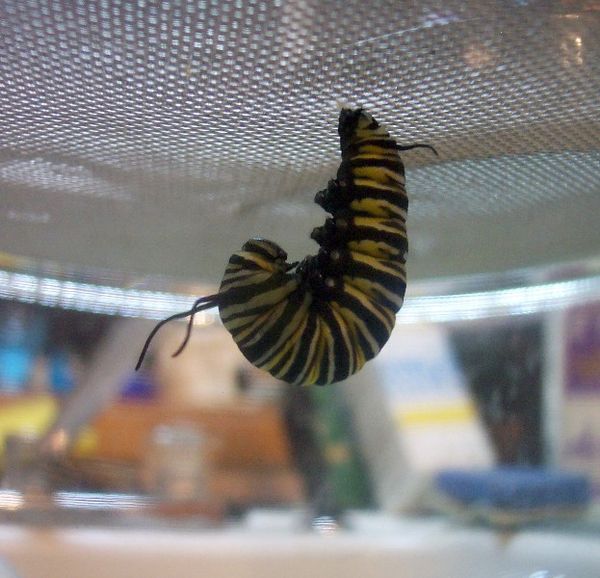 Caterpillar getting read to become a chrysalis...