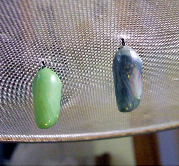Transparent chrysalis shows butterfly wings just  ...