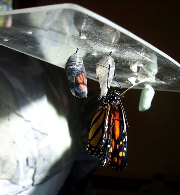 Newly born Monarch waiting for friends to emerge...