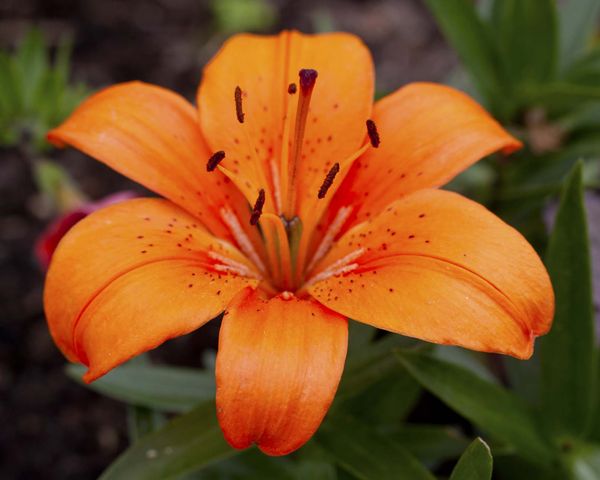 Day Lily...