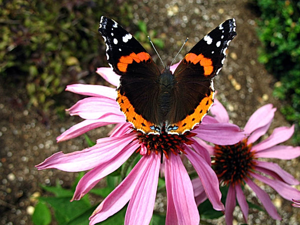 Butterfly on Coneflower (Admiral?)...