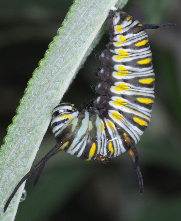 Queen Butterfly Caterpillar, about to Pupate...