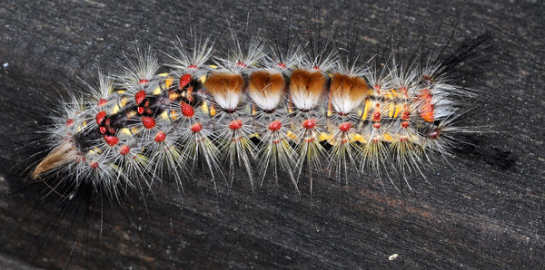Western Tussock Moth Caterpillar (Orgyia vetusta)...
