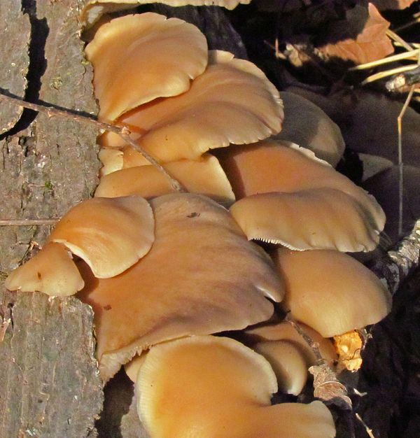 Fungus On A Log...
