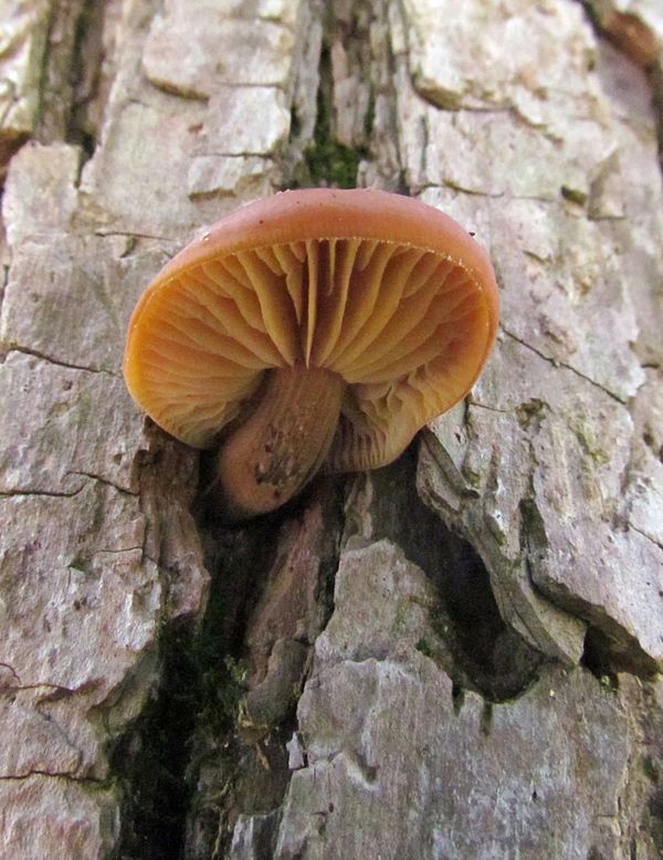 Fungus On A Dead Tree...