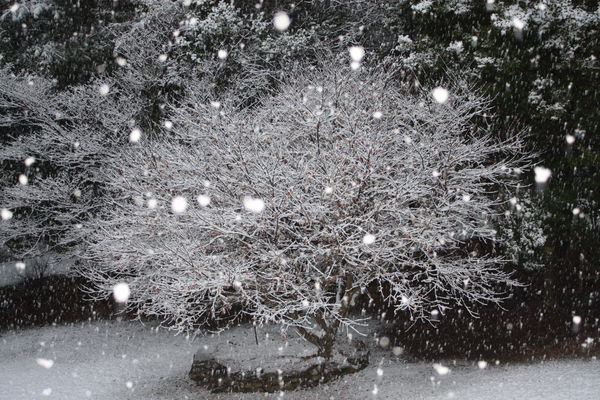 Snow falling on our Japanese Maple tree...