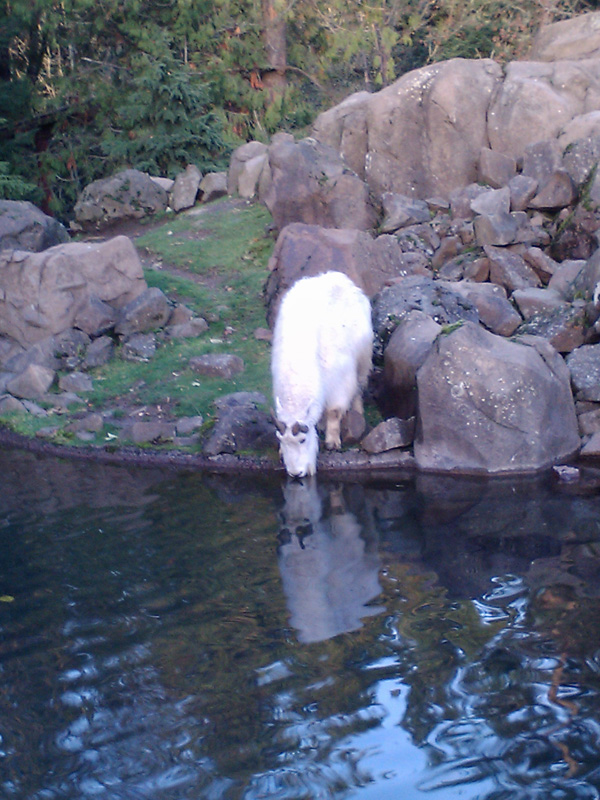 Mountain Goat Oregon Zoo...