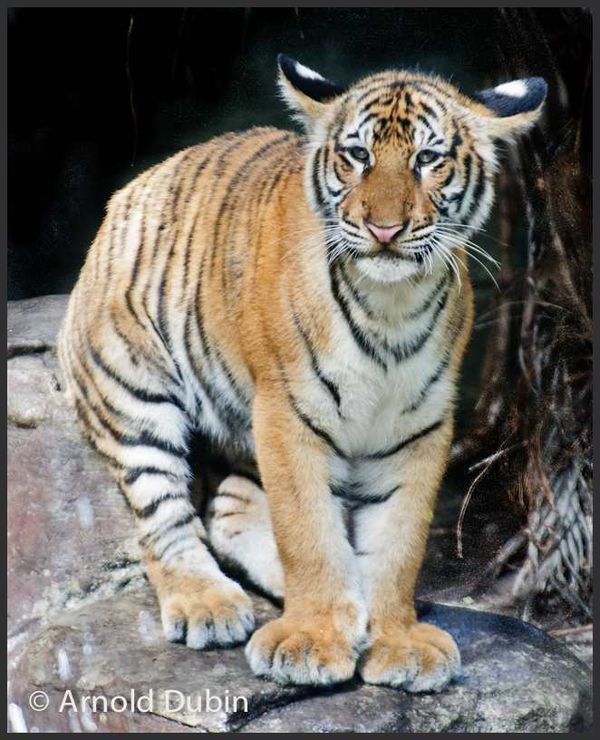 Malayan Tiger...