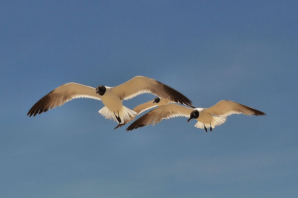 Atlantic Seagulls - Carolina Beach, North Carolina...
