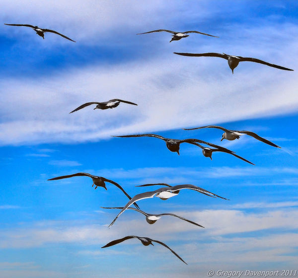 Pacific Seagulls - Oceanside, California...