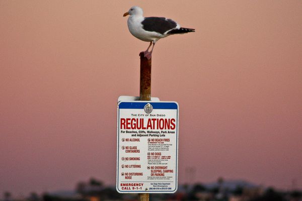 Regulations police gull...