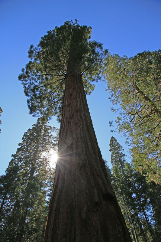 Giant Sequioa Yosemite...