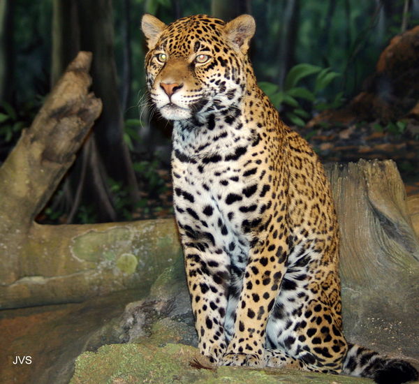 A Belize Jaguar...