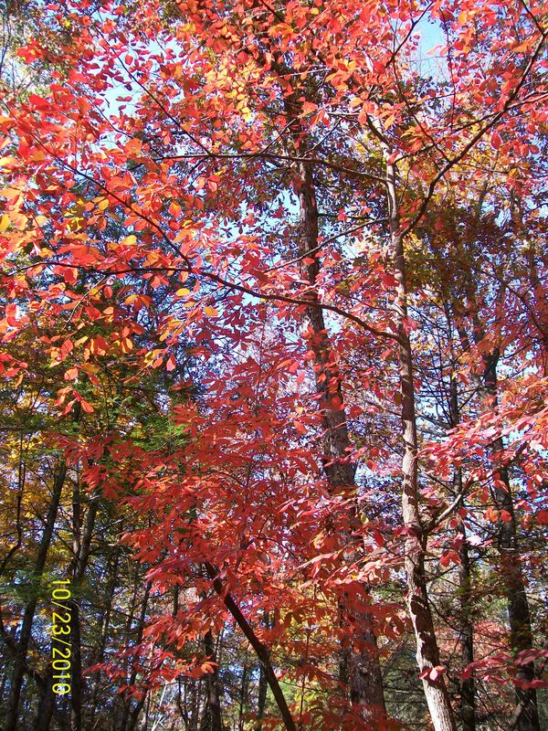 fall colors at cades cove...
