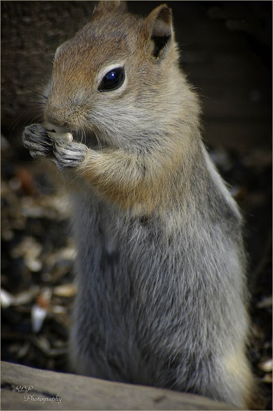 Ground Squirrel...