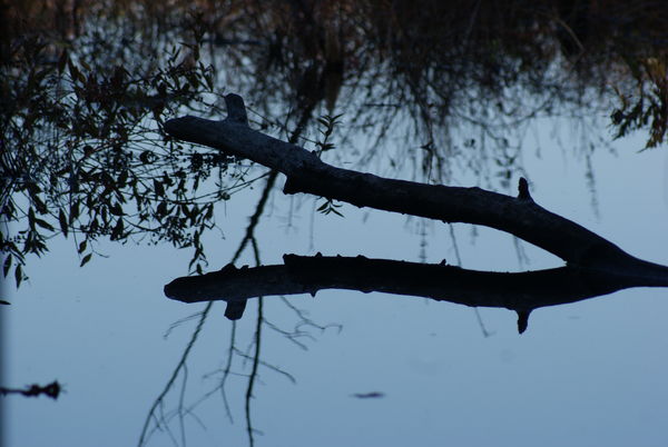 Reflection of a dead tree in the Beaver Dam...