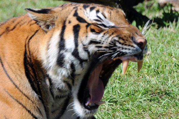Yawning Tiger...